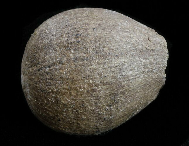 Cretaceous Palm Fruit Fossil - Hell Creek Formation #34513